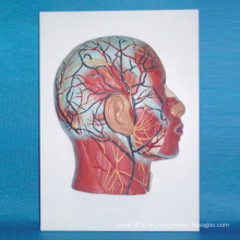 Menschlicher Kopf Shallow Muscle Nerv Medizinisches Anatomisches Modell (R050124)